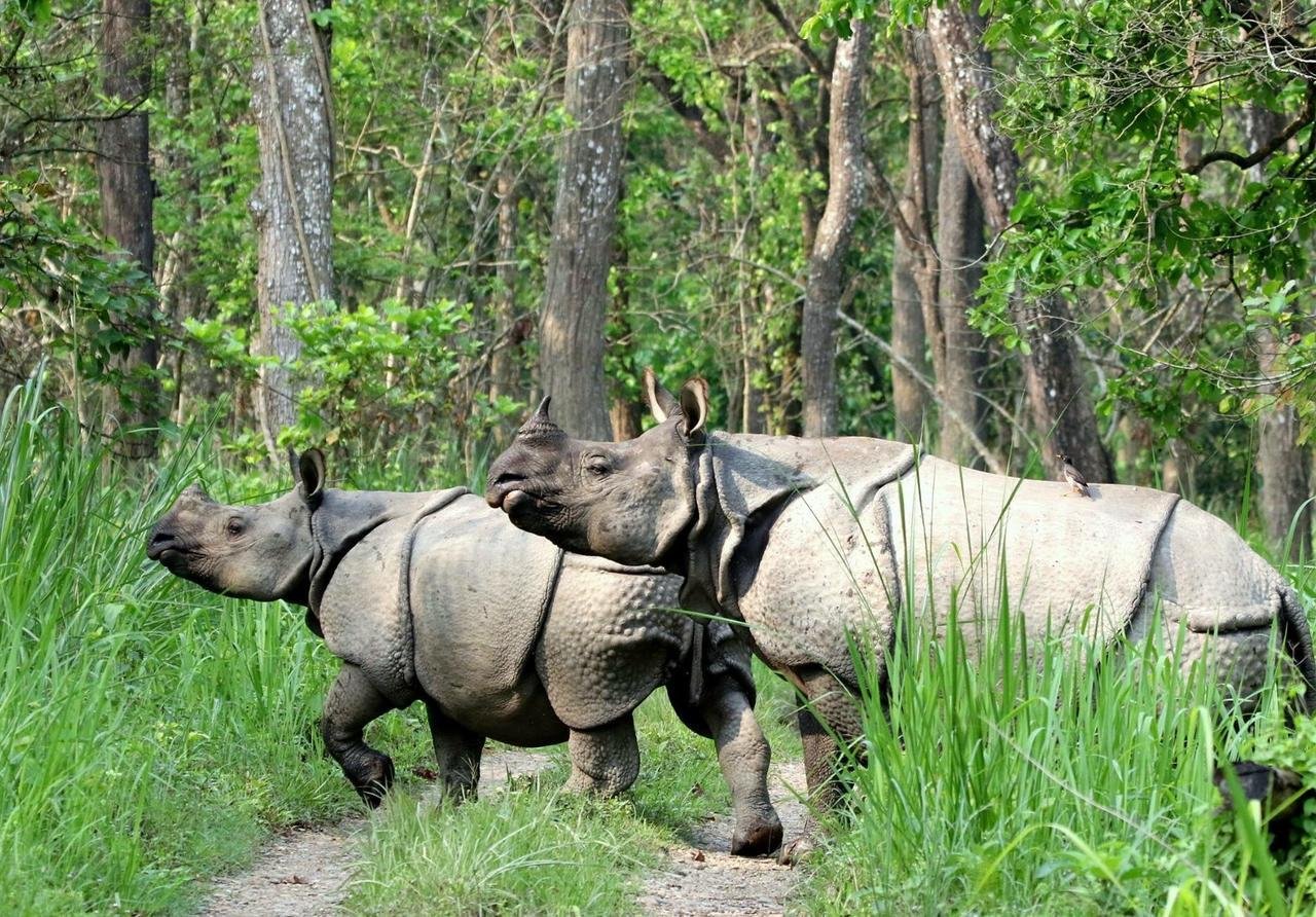 Chitwan National Park Wildlife Safari
