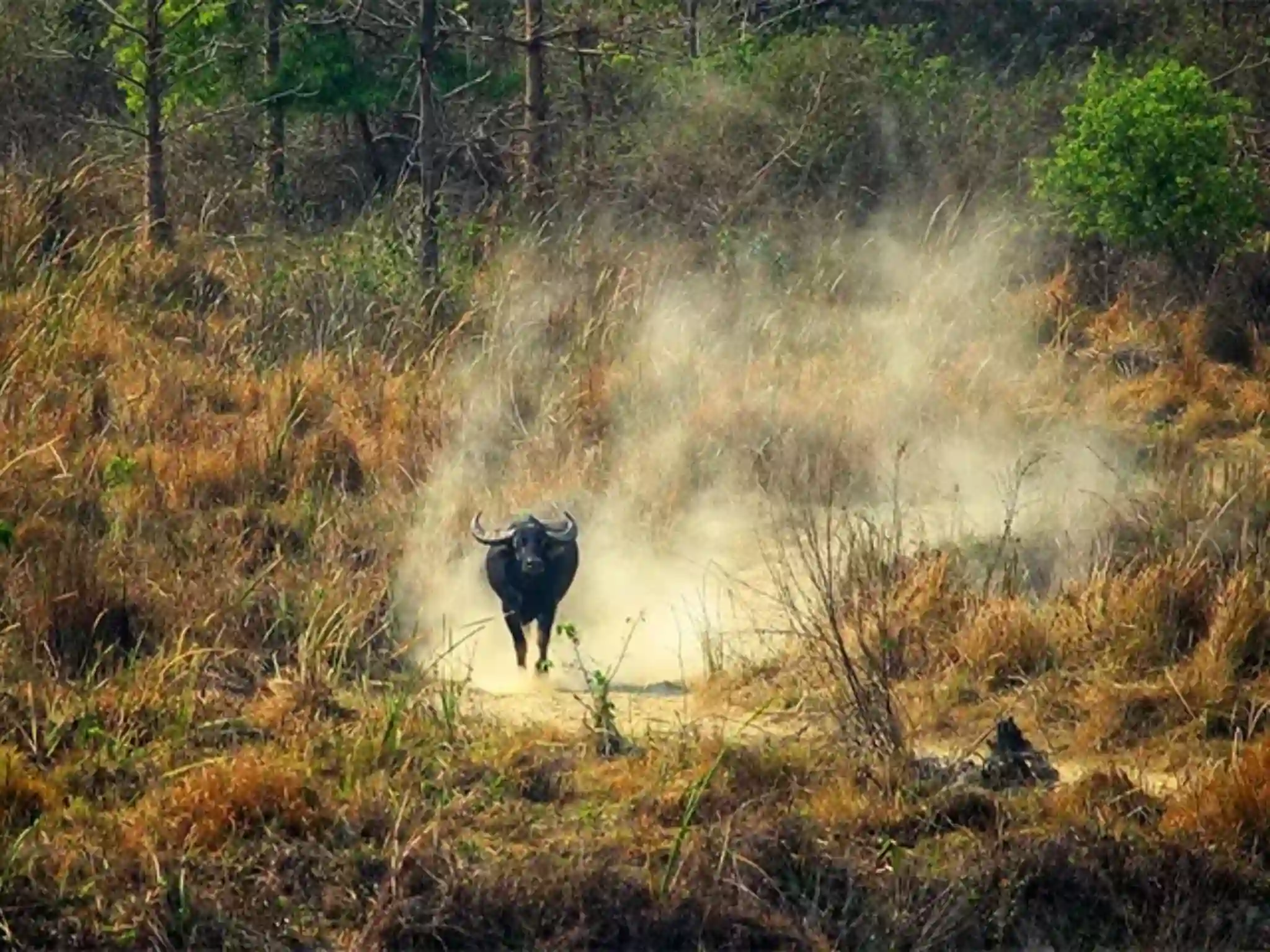 Best Time to Visit Koshi Tappu Wildlife Reserve