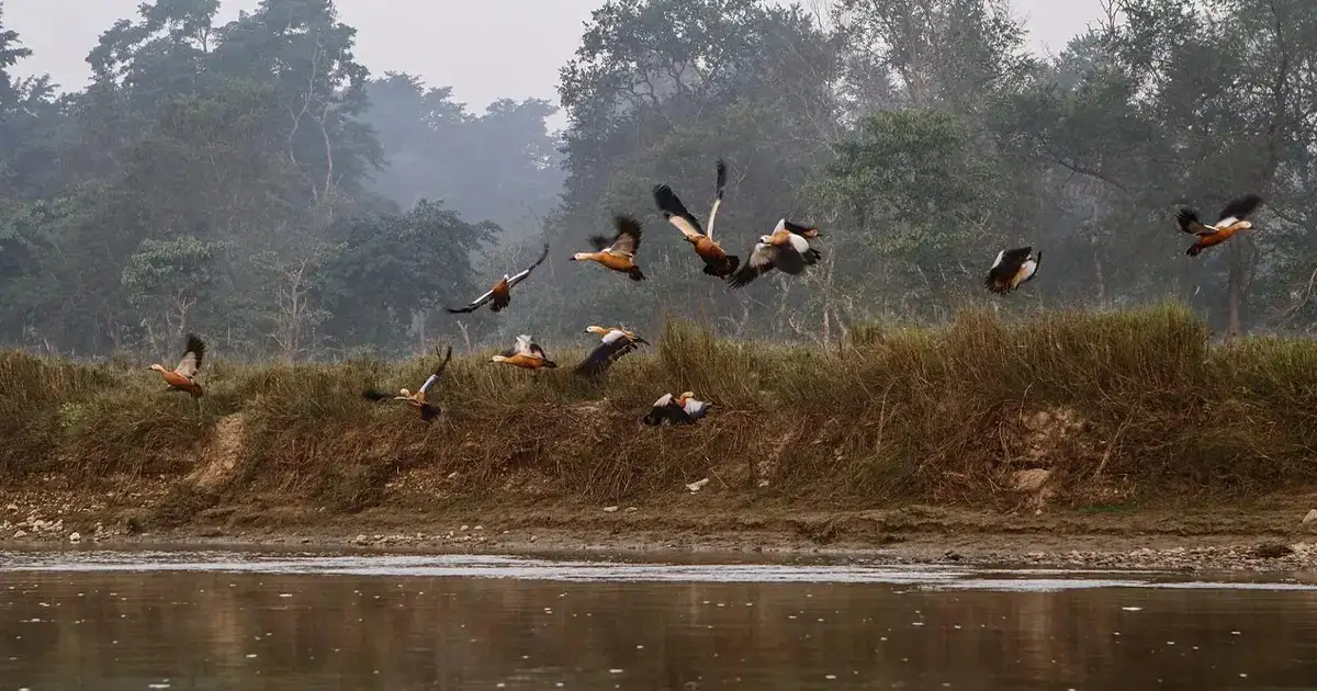 Jungle Walking and Bird Watching