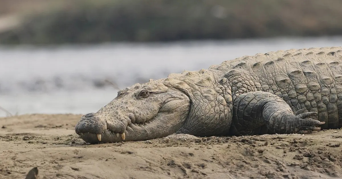 Visit Crocodile Breeding Center