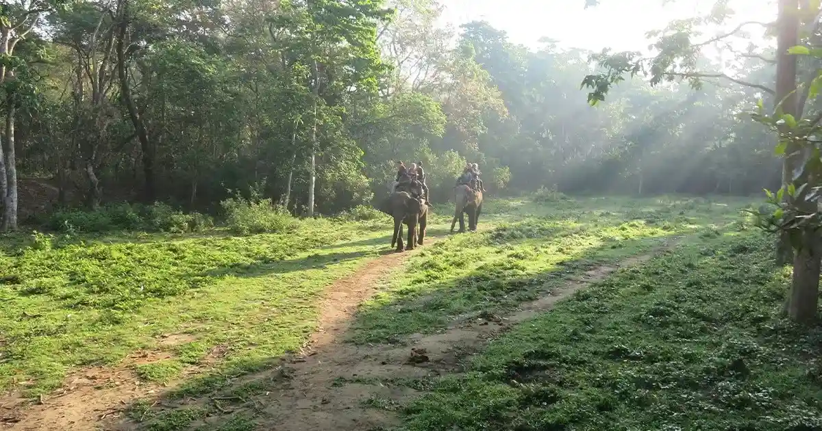 Elephant Ride and Safari (Ethical Options)