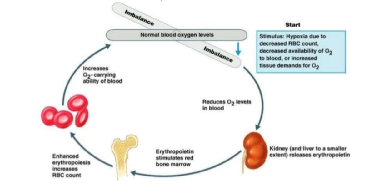 The Science Behind Acclimatization – How Your Body Adapts