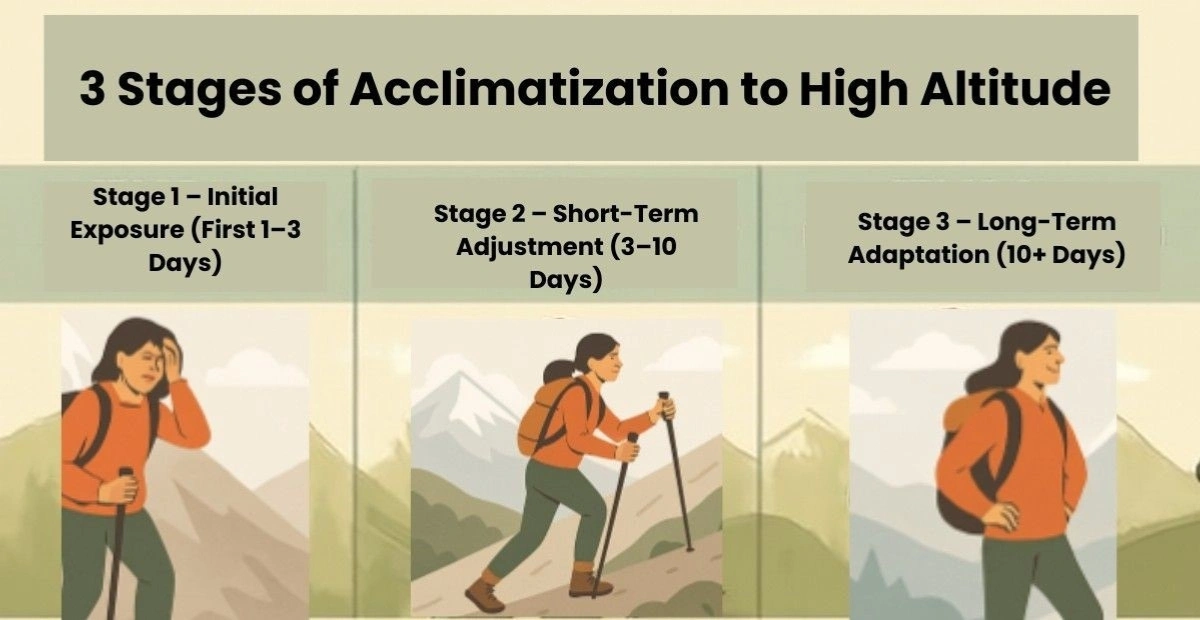 What Are the 3 Stages of Acclimatization to High Altitude?