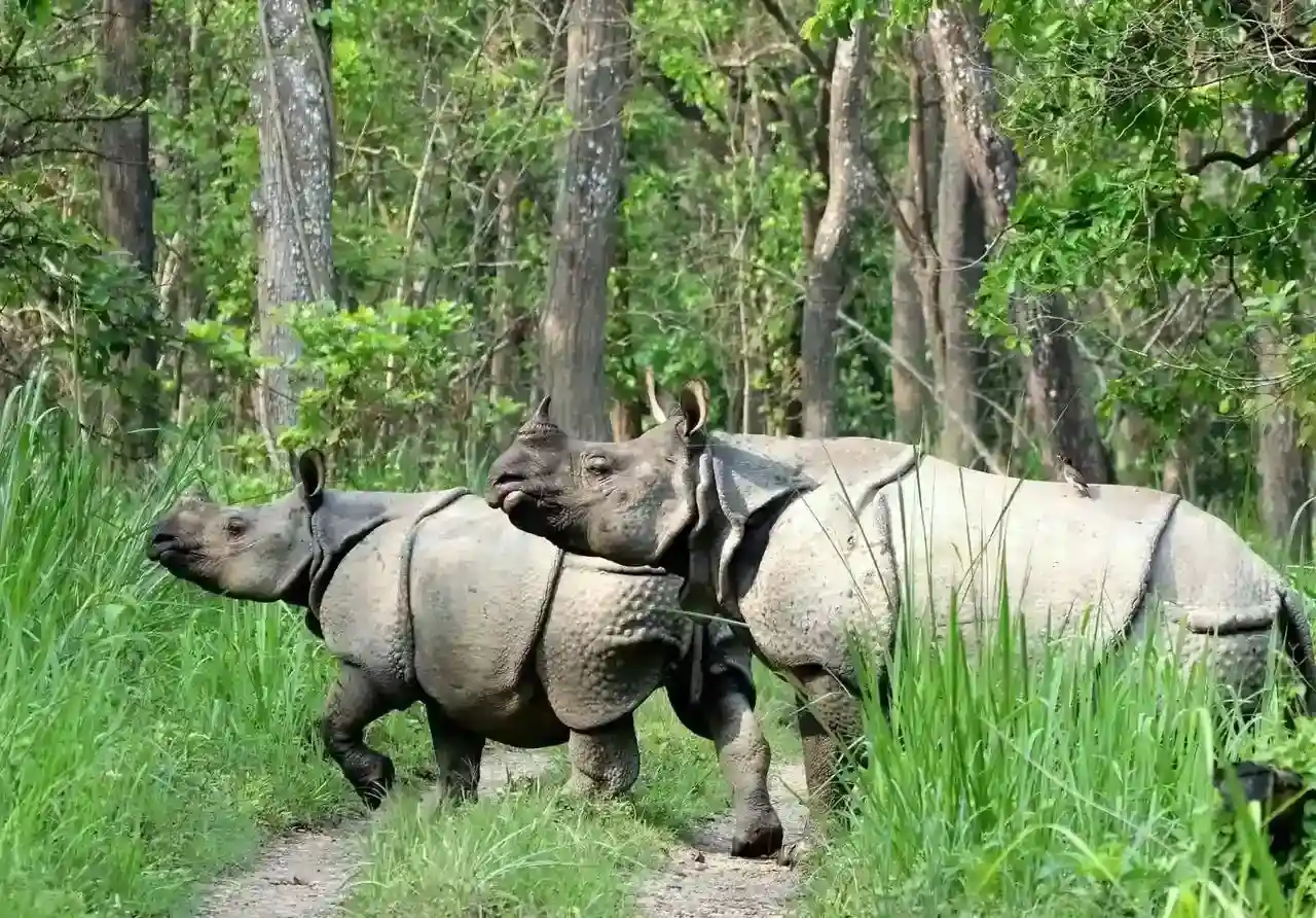 Chitwan National Park Jungle Safari