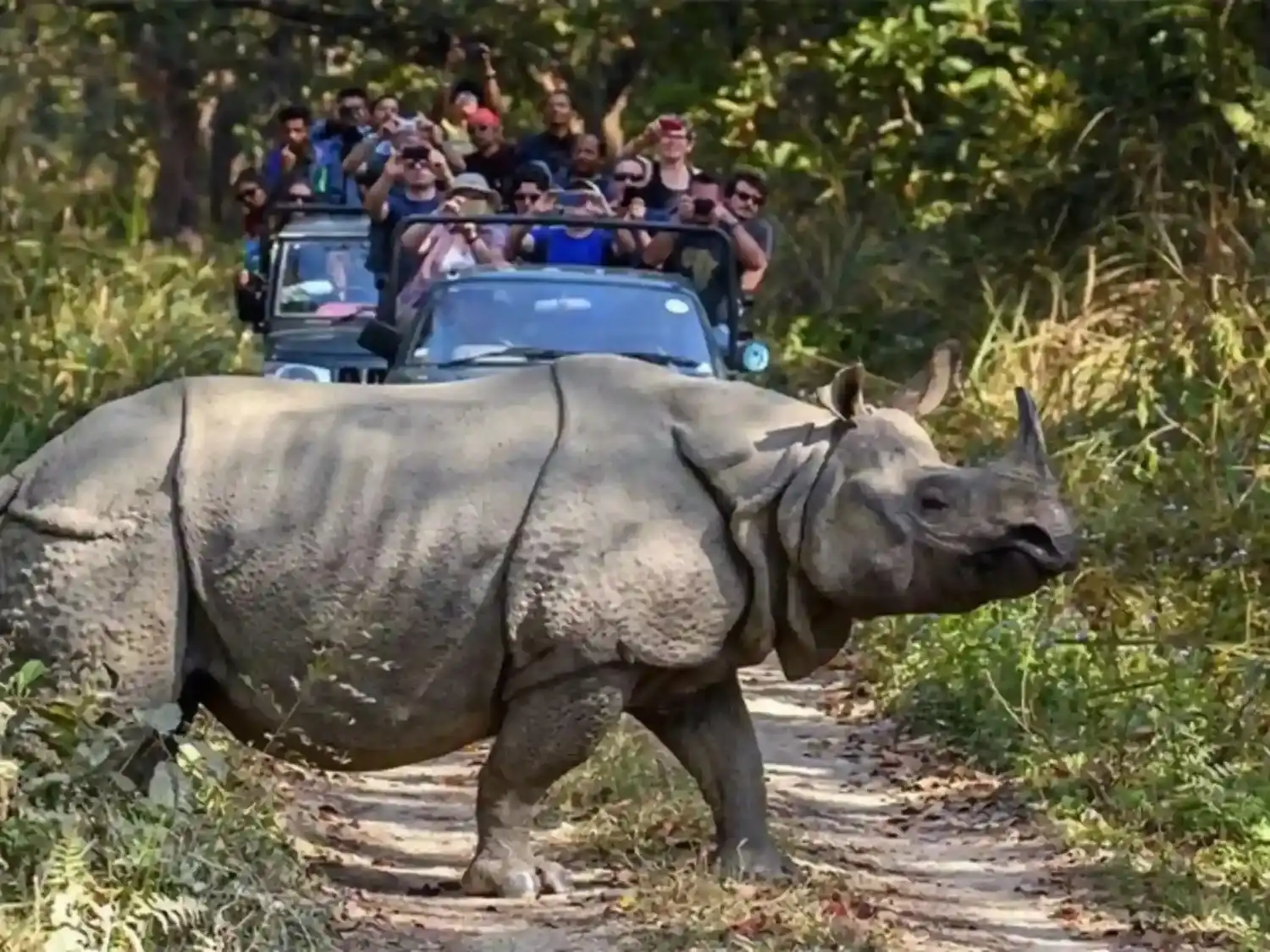 Safaris in the Park