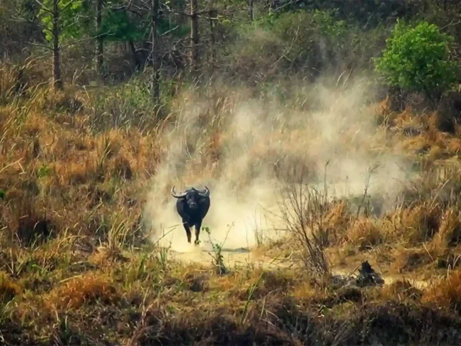 Best Time to Visit Koshi Tappu Wildlife Reserve