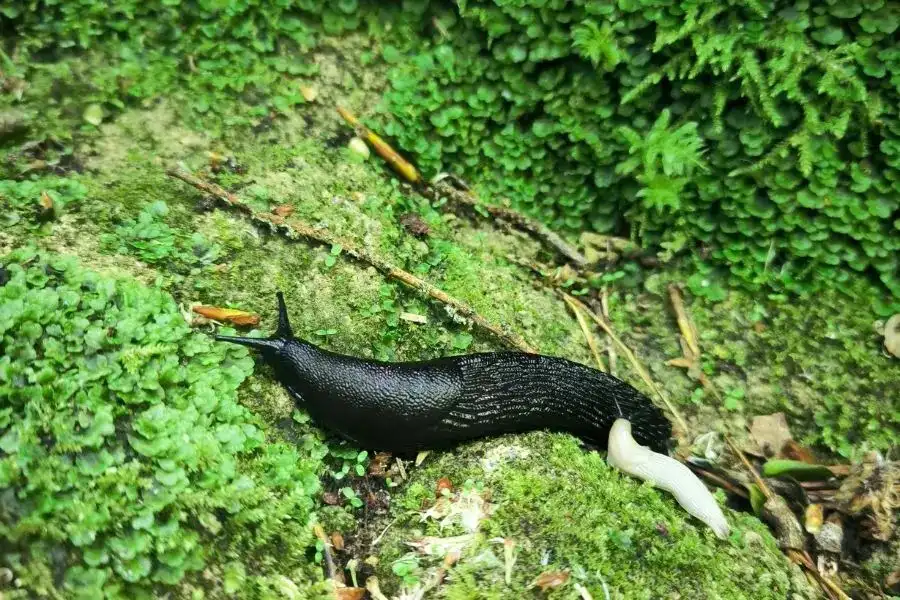 7. Leeches